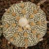 Astrophytum cultivar 'Superkabuto' - Кактусы и суккуленты из Харькова от Оли и Сергея Мирошниченко