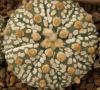 Astrophytum cultivar 'Superkabuto' - Кактусы и суккуленты из Харькова от Оли и Сергея Мирошниченко