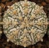 Astrophytum cultivar 'Superkabuto' - Кактусы и суккуленты из Харькова от Оли и Сергея Мирошниченко