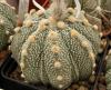 Astrophytum cultivar 'Fukuriyo' - Кактусы и суккуленты из Харькова от Оли и Сергея Мирошниченко