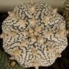 Astrophytum cultivar 'Superkabuto' - Кактусы и суккуленты из Харькова от Оли и Сергея Мирошниченко