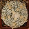 Astrophytum cultivar 5 ribs - Кактусы и суккуленты из Харькова от Оли и Сергея Мирошниченко