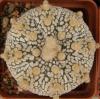 Astrophytum cultivar 'Superkabuto' - Кактусы и суккуленты из Харькова от Оли и Сергея Мирошниченко