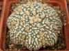 Astrophytum cultivar 'Miracle' - Кактусы и суккуленты из Харькова от Оли и Сергея Мирошниченко