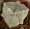 Astrophytum myriostigma v tricostatum 'Fukuriyo' - Кактусы и суккуленты из Харькова от Оли и Сергея Мирошниченко