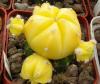 Astrophytum variegata - Кактусы и суккуленты из Харькова от Оли и Сергея Мирошниченко