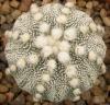 Astrophytum cultivar - Кактусы и суккуленты из Харькова от Оли и Сергея Мирошниченко