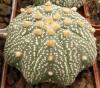 Astrophytum asterias 'Miracle' - Кактусы и суккуленты из Харькова от Оли и Сергея Мирошниченко