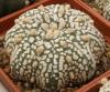 Astrophytum cultivar 'Miracle' - Кактусы и суккуленты из Харькова от Оли и Сергея Мирошниченко