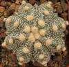 Astrophytum cultivar 'Fukuriyo' - Кактусы и суккуленты из Харькова от Оли и Сергея Мирошниченко