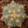 Astrophytum cultivar 'Fukuriyo' - Кактусы и суккуленты из Харькова от Оли и Сергея Мирошниченко