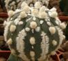 Astrophytum cultivar 'Kabuto' - Кактусы и суккуленты из Харькова от Оли и Сергея Мирошниченко