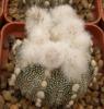 Astrophytum cultivar multiflorum - Кактусы и суккуленты из Харькова от Оли и Сергея Мирошниченко