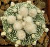 Astrophytum cultivar multiflorum - Кактусы и суккуленты из Харькова от Оли и Сергея Мирошниченко