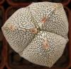 Astrophytum myriostigma cultivar 'Onzuka' 3 ribs - Кактусы и суккуленты из Харькова от Оли и Сергея Мирошниченко