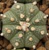 Astrophytum  cultivar - Кактусы и суккуленты из Харькова от Оли и Сергея Мирошниченко