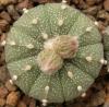 Astrophytum cultivar - Кактусы и суккуленты из Харькова от Оли и Сергея Мирошниченко