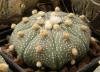 Astrophytum asterias  'Planar' - Кактусы и суккуленты из Харькова от Оли и Сергея Мирошниченко