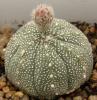 Astrophytum cultivar - Кактусы и суккуленты из Харькова от Оли и Сергея Мирошниченко