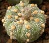 Astrophytum cultivar - Кактусы и суккуленты из Харькова от Оли и Сергея Мирошниченко