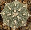 Astrophytum cultivar - Кактусы и суккуленты из Харькова от Оли и Сергея Мирошниченко