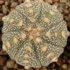 Astrophytum cultivar - Кактусы и суккуленты из Харькова от Оли и Сергея Мирошниченко