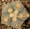 Astrophytum cultivar 5 ribs - Кактусы и суккуленты из Харькова от Оли и Сергея Мирошниченко