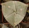 Astrophytum myriostigma v tricostatum - Кактусы и суккуленты из Харькова от Оли и Сергея Мирошниченко