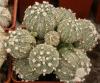 Astrophytum cultivar - Кактусы и суккуленты из Харькова от Оли и Сергея Мирошниченко