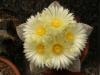 Astrophytum myriostigma - Кактусы и суккуленты из Харькова от Оли и Сергея Мирошниченко