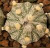 Astrophytum cultivar 'Fukuriyo' 5 ribs - Кактусы и суккуленты из Харькова от Оли и Сергея Мирошниченко