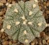 Astrophytum cultivar 'Fukuriyo' 5 ribs - Кактусы и суккуленты из Харькова от Оли и Сергея Мирошниченко