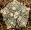 Astrophytum cultivar 'Fukuriyo' 5 ribs - Кактусы и суккуленты из Харькова от Оли и Сергея Мирошниченко