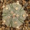 Astrophytum cultivar 'Fukuriyo' 5 ribs - Кактусы и суккуленты из Харькова от Оли и Сергея Мирошниченко