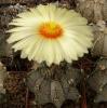 Astrophytum capricorne v. major - Кактусы и суккуленты из Харькова от Оли и Сергея Мирошниченко