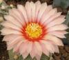 Astrophytum pink fl - Кактусы и суккуленты из Харькова от Оли и Сергея Мирошниченко