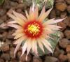 Astrophytum pink fl - Кактусы и суккуленты из Харькова от Оли и Сергея Мирошниченко