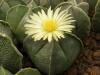 Astrophytum myriostigma f nudum v quadricostatum - Кактусы и суккуленты из Харькова от Оли и Сергея Мирошниченко