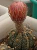 Astrophytum pink fl - Кактусы и суккуленты из Харькова от Оли и Сергея Мирошниченко