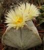 Astrophytum myriostigma v tricostatum - Кактусы и суккуленты из Харькова от Оли и Сергея Мирошниченко