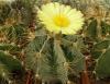 Astrophytum ornatum - Кактусы и суккуленты из Харькова от Оли и Сергея Мирошниченко