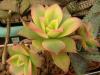 Aeonium percarneum cv Kiwi - Кактусы и суккуленты из Харькова от Оли и Сергея Мирошниченко