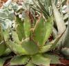 Agave horrida - Кактусы и суккуленты из Харькова от Оли и Сергея Мирошниченко