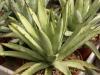 Agave macroacantha - Кактусы и суккуленты из Харькова от Оли и Сергея Мирошниченко