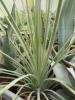 Agave stricta - Кактусы и суккуленты из Харькова от Оли и Сергея Мирошниченко