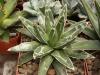 Agave victoria-reginae - Кактусы и суккуленты из Харькова от Оли и Сергея Мирошниченко