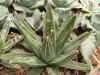 Agave victoria-reginae - Кактусы и суккуленты из Харькова от Оли и Сергея Мирошниченко