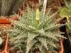 Aloe descoingsii x Aloe hawortioides - Кактусы и суккуленты из Харькова от Оли и Сергея Мирошниченко