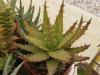 Aloe melanacantha - Кактусы и суккуленты из Харькова от Оли и Сергея Мирошниченко