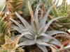 Aloe parvula - Кактусы и суккуленты из Харькова от Оли и Сергея Мирошниченко